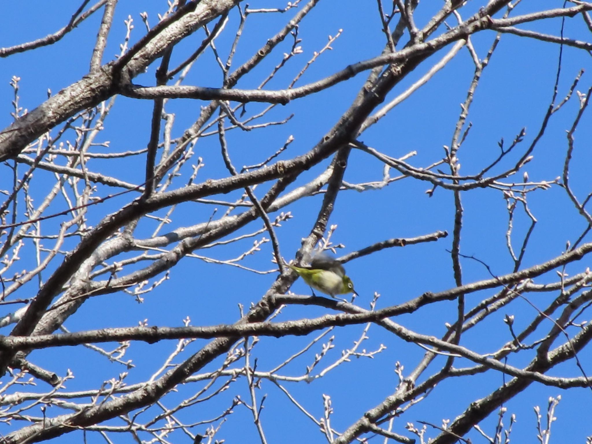 Warbling White-eye