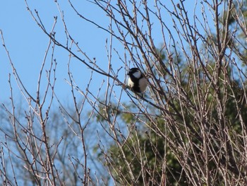 Japanese Tit ラブリバー親水公園うぬき Mon, 2/12/2024