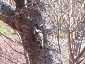 Japanese Pygmy Woodpecker ラブリバー親水公園うぬき Mon, 2/12/2024