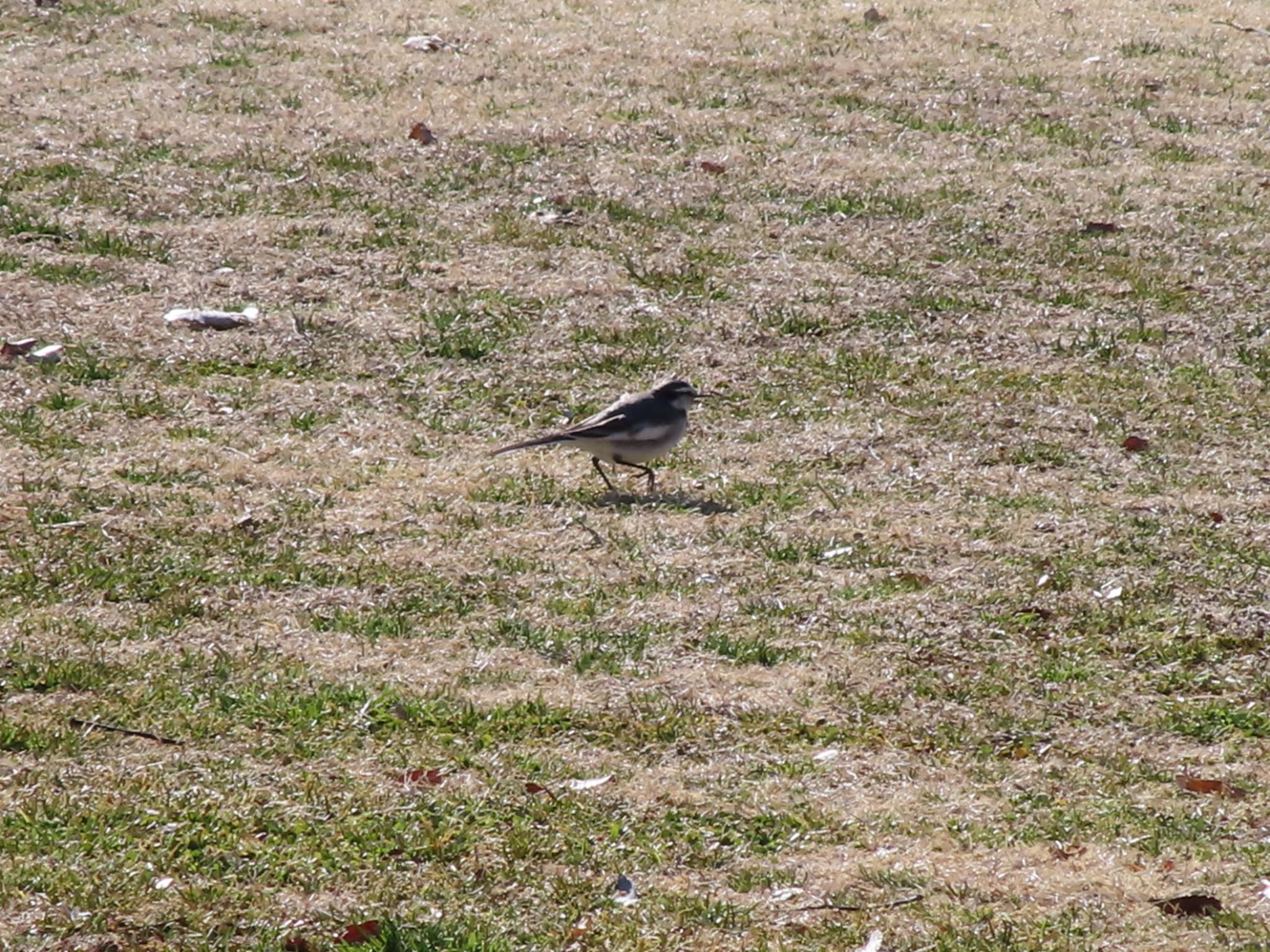 Photo of White Wagtail at ラブリバー親水公園うぬき by アカウント12456