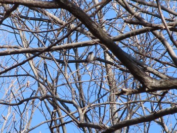 Long-tailed Tit ラブリバー親水公園うぬき Mon, 2/12/2024