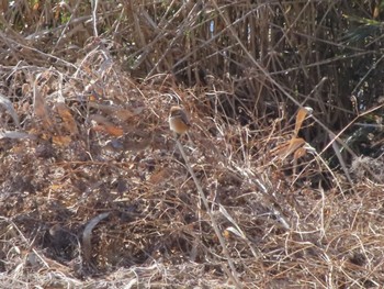 Bull-headed Shrike ラブリバー親水公園うぬき Mon, 2/12/2024