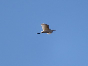 Medium Egret ラブリバー親水公園うぬき Mon, 2/12/2024