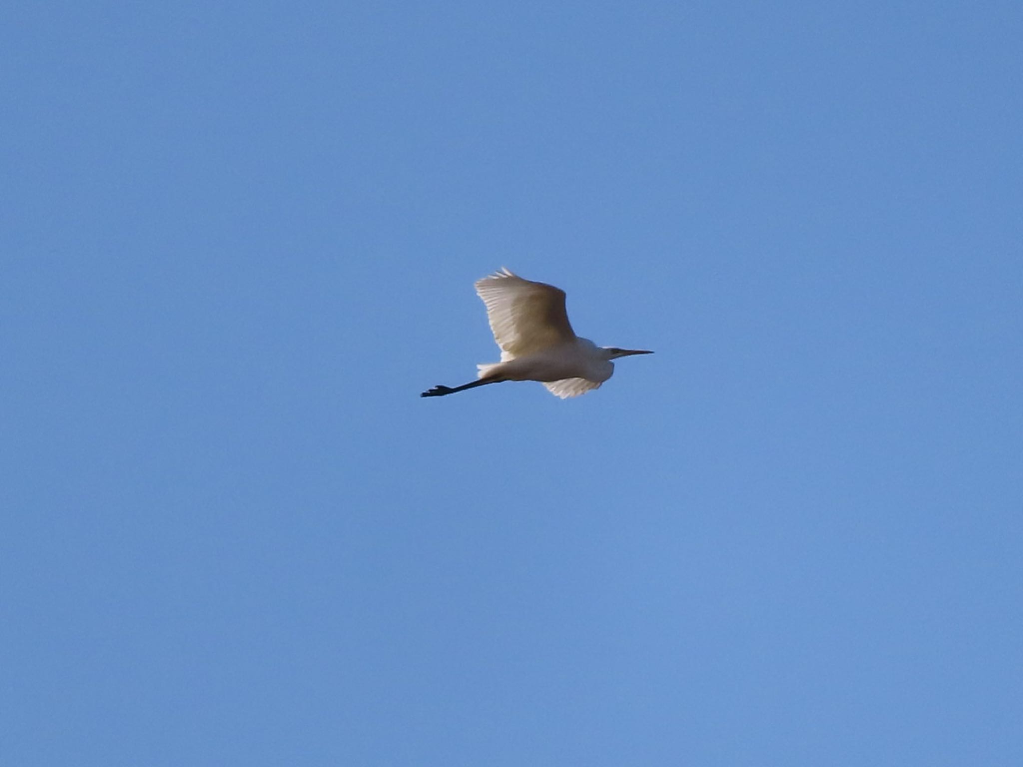 Photo of Medium Egret at ラブリバー親水公園うぬき by アカウント12456