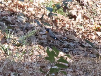 Japanese Grosbeak ラブリバー親水公園うぬき Mon, 2/12/2024