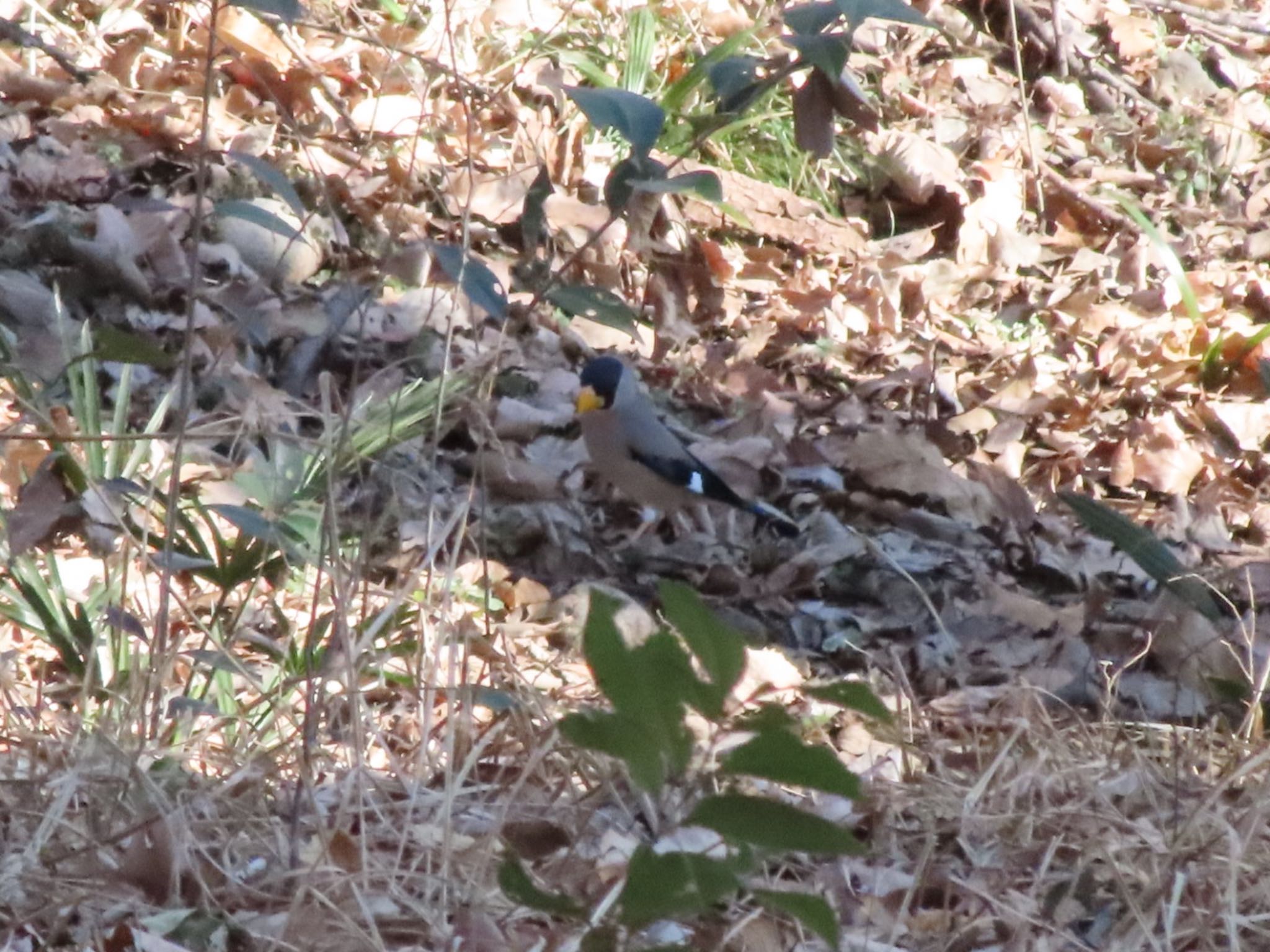 Photo of Japanese Grosbeak at ラブリバー親水公園うぬき by アカウント12456