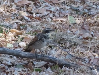 Dusky Thrush ラブリバー親水公園うぬき Mon, 2/12/2024