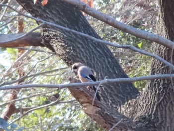 Eurasian Jay ラブリバー親水公園うぬき Mon, 2/12/2024