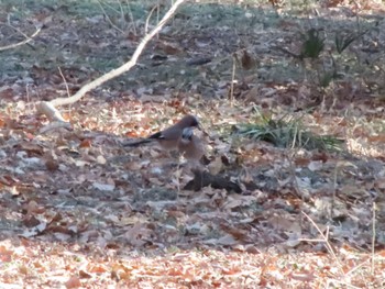 Eurasian Jay ラブリバー親水公園うぬき Mon, 2/12/2024