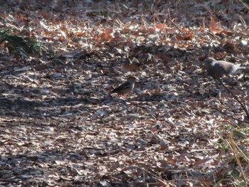 Hawfinch ラブリバー親水公園うぬき Mon, 2/12/2024