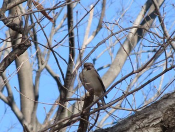 Mon, 2/12/2024 Birding report at ラブリバー親水公園うぬき