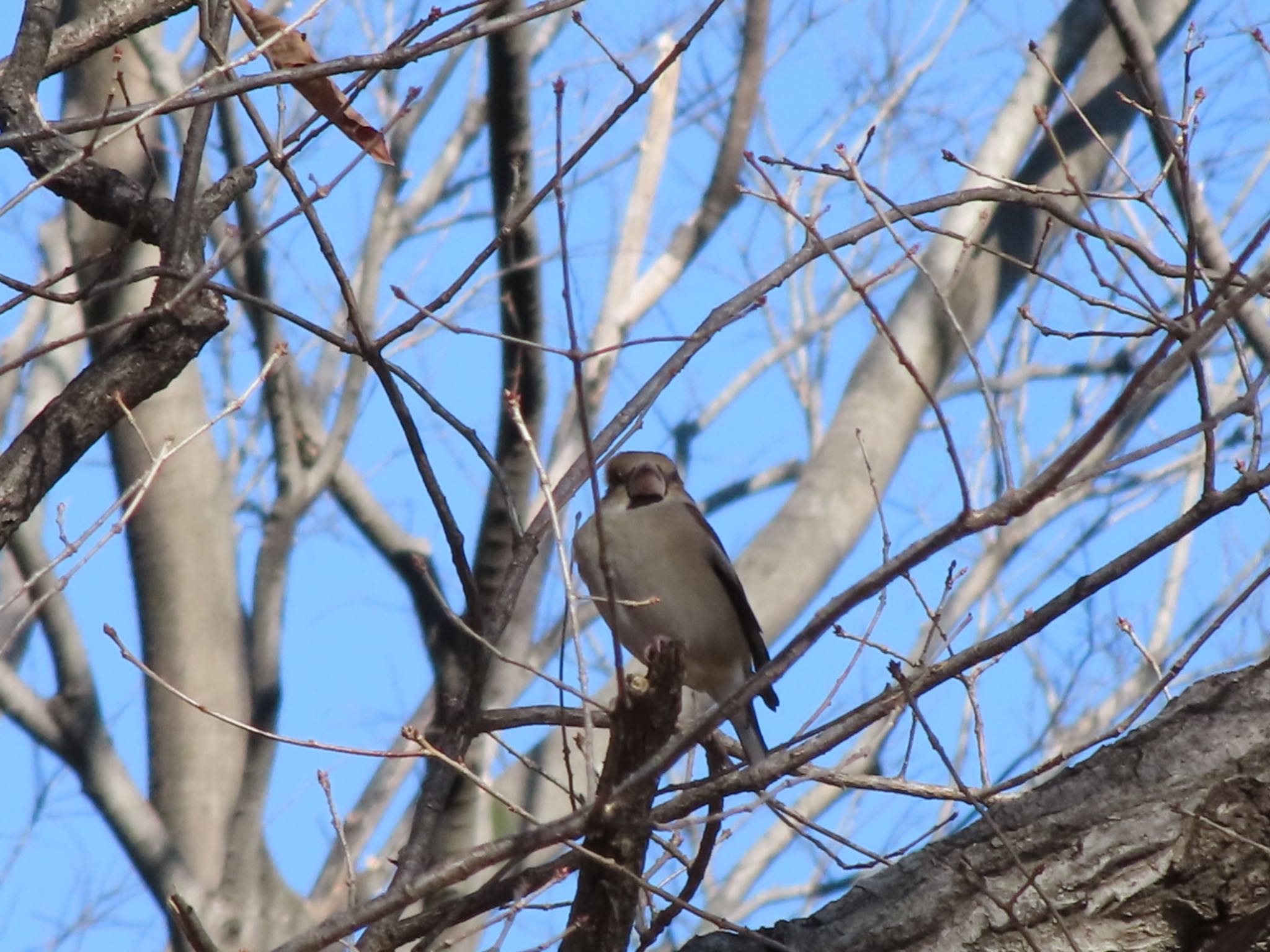 Hawfinch