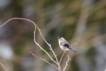 2024年2月11日(日) 山中湖村の野鳥観察記録