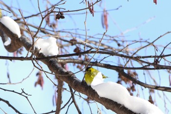 Eurasian Siskin 焼山峠 Sat, 2/10/2024