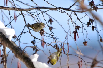 2024年2月10日(土) 焼山峠の野鳥観察記録