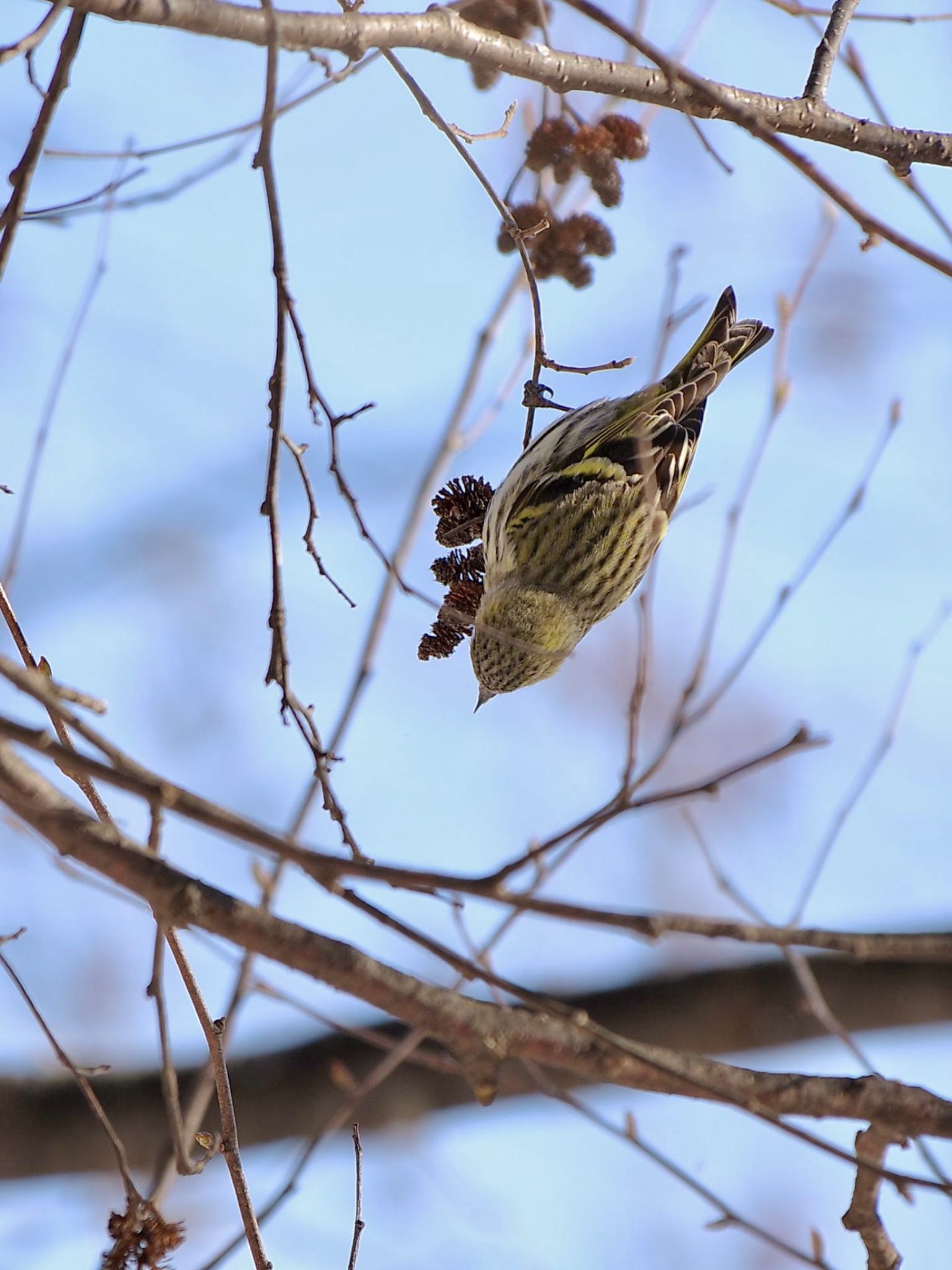 Photo of Eurasian Siskin at 焼山峠 by 關本 英樹