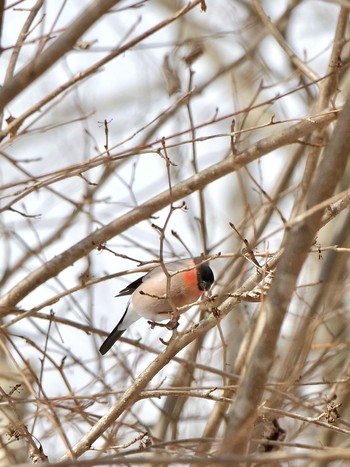 Eurasian Bullfinch(rosacea) 山中湖村 Sun, 2/11/2024