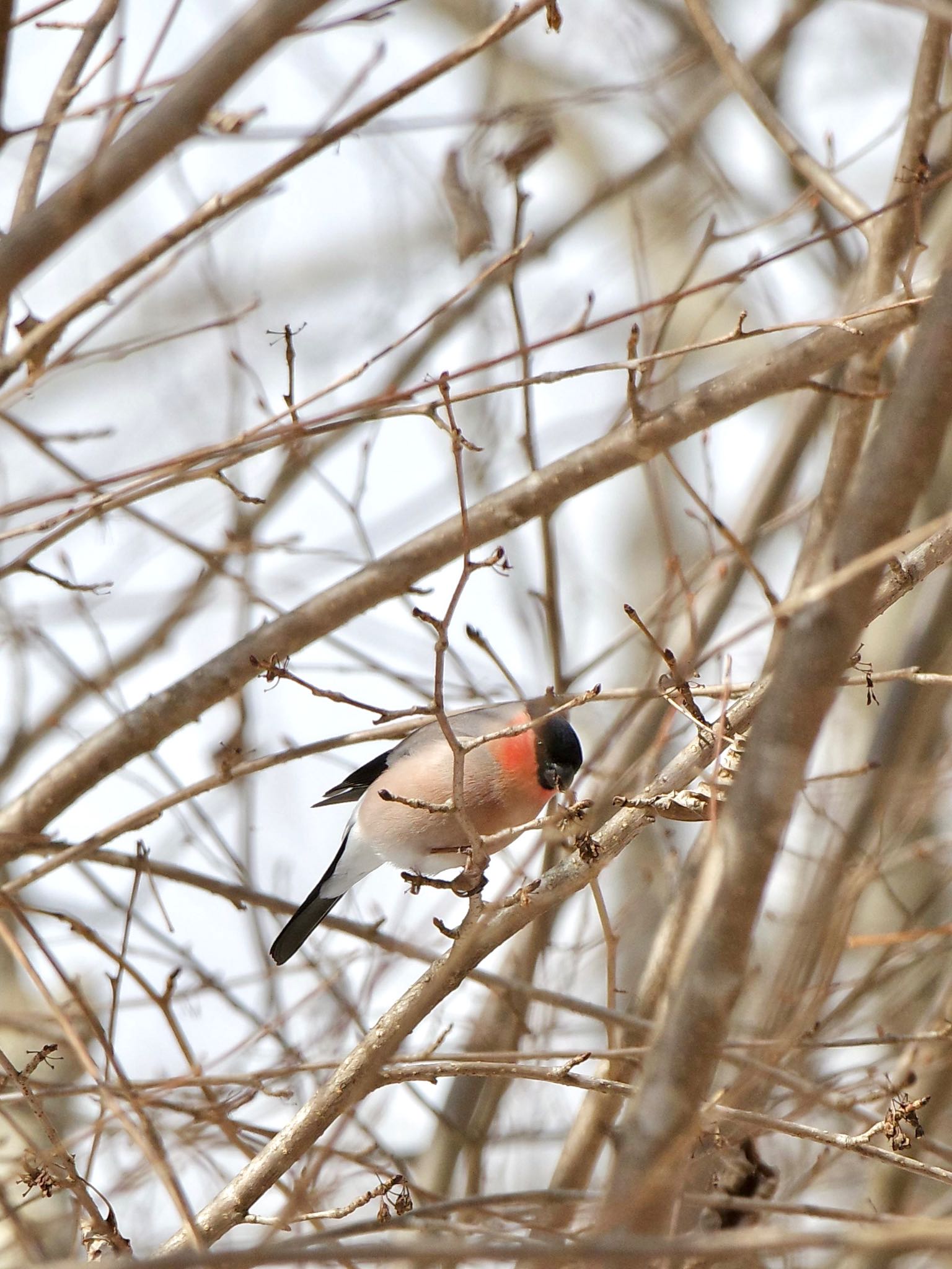 Photo of Eurasian Bullfinch(rosacea) at 山中湖村 by 關本 英樹