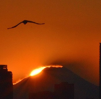 Black Kite 荒川河口 Mon, 2/12/2024