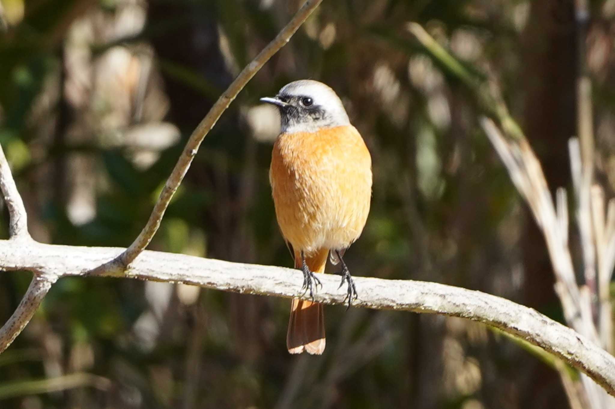 Photo of Daurian Redstart at 陶史の森 by さとポン