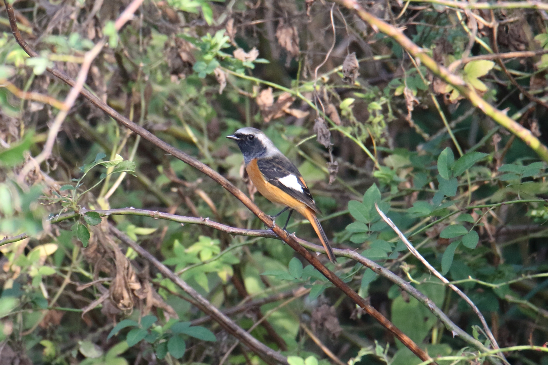 Photo of Daurian Redstart at 稲敷市甘田干拓 by マイク