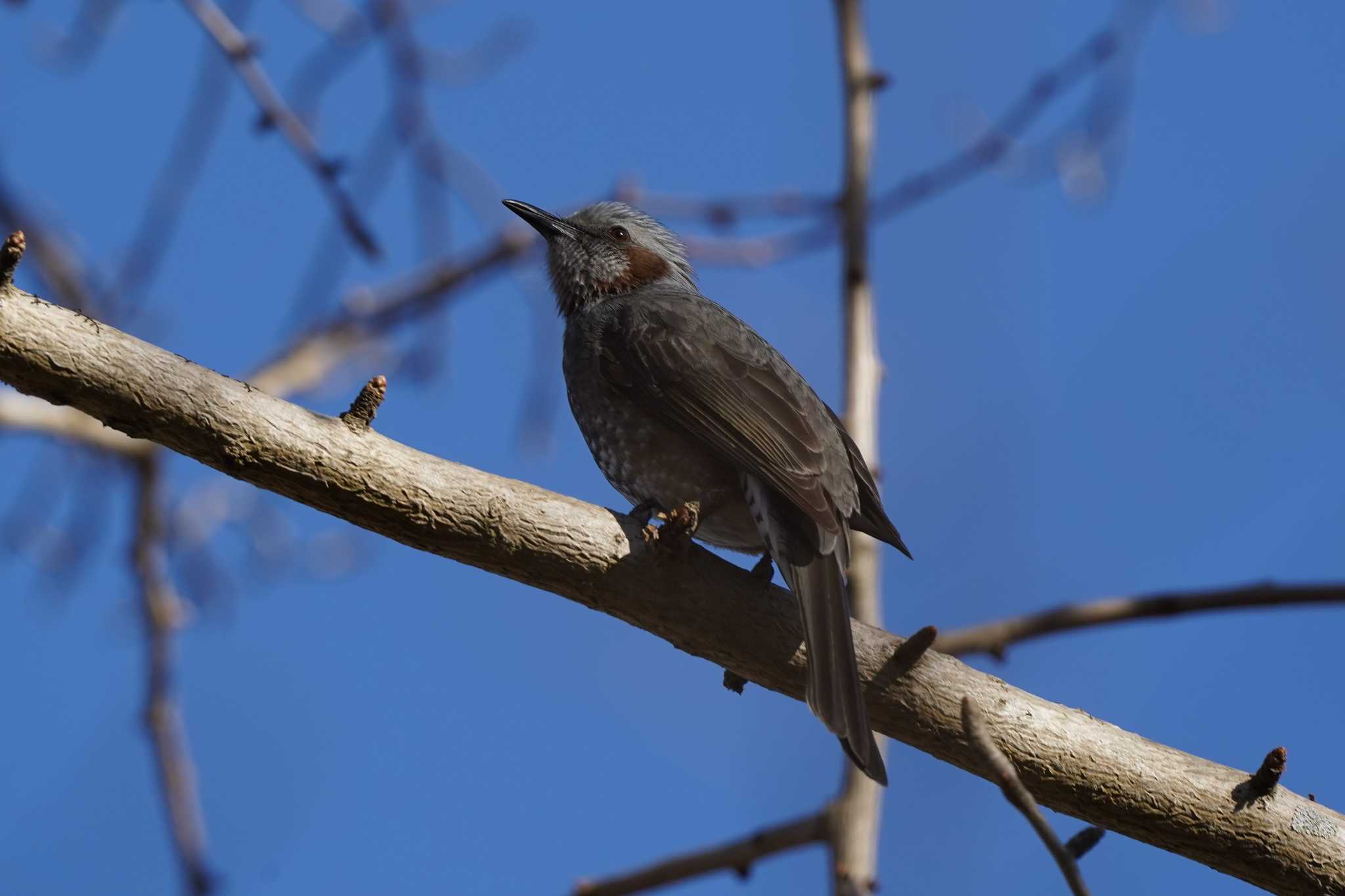Photo of Brown-eared Bulbul at 陶史の森 by さとポン