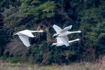 アメリカコハクチョウ 夏目の堰 (八丁堰) 2024年2月12日(月)