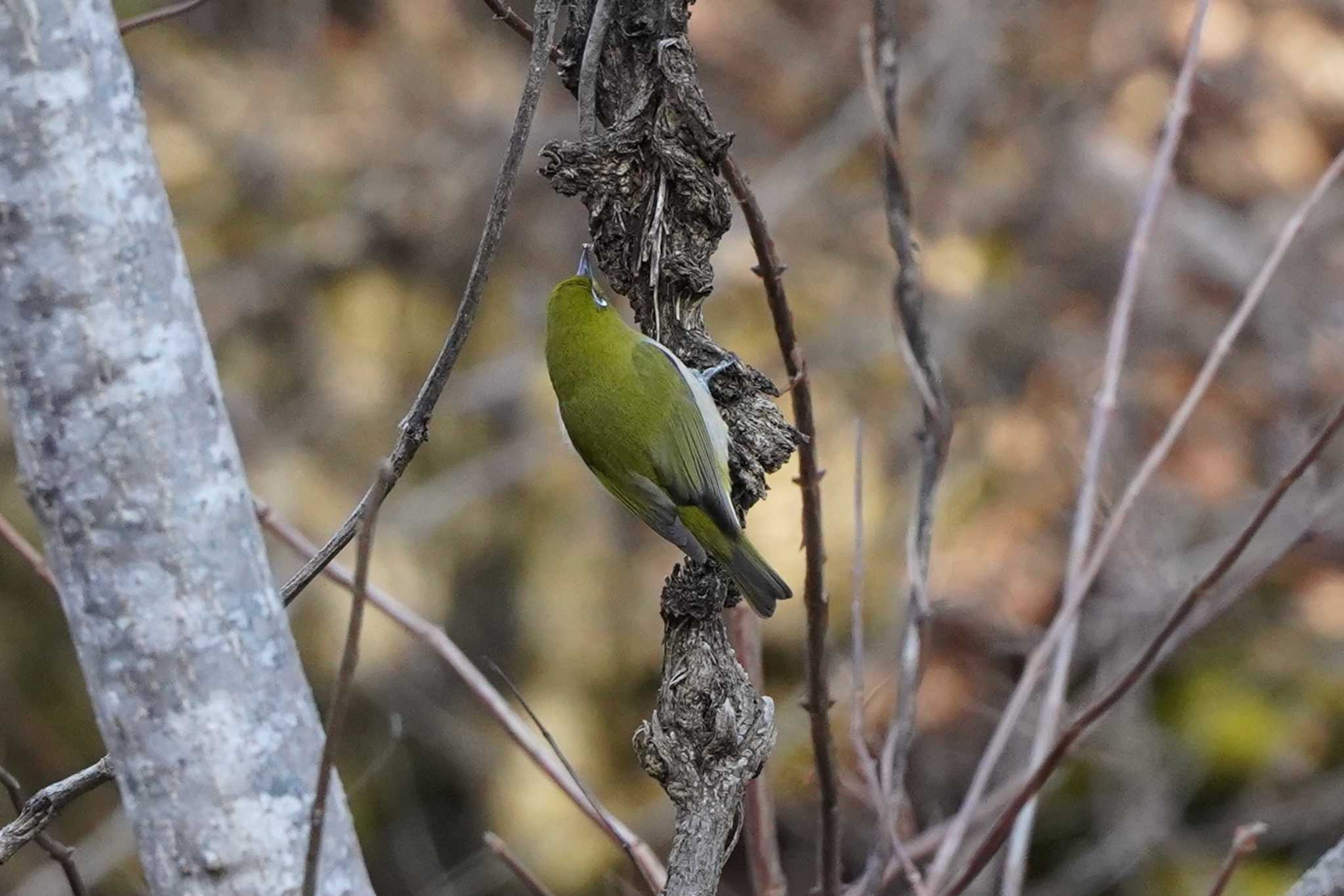 Photo of Warbling White-eye at 陶史の森 by さとポン