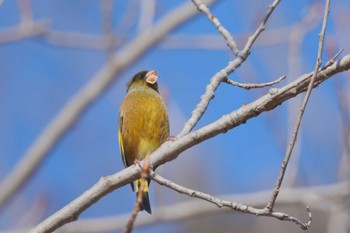 Grey-capped Greenfinch Mizumoto Park Mon, 2/12/2024