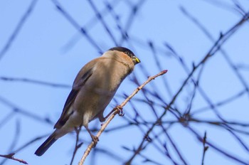 Eurasian Bullfinch Mizumoto Park Mon, 2/12/2024