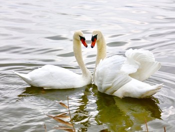 Mute Swan Unknown Spots Fri, 12/29/2017