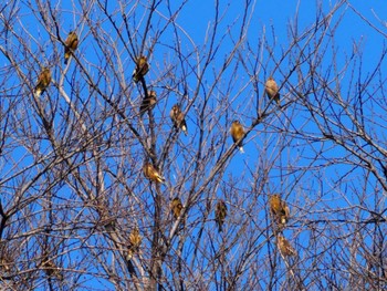 Grey-capped Greenfinch 下奥富河川敷公園 Mon, 2/12/2024