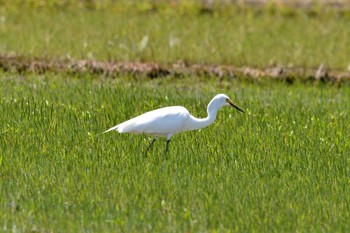 2018年5月14日(月) 加木屋緑地の野鳥観察記録