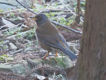 Pale Thrush 月見の森(岐阜県) Mon, 2/12/2024