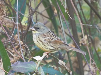 Masked Bunting 月見の森(岐阜県) Mon, 2/12/2024