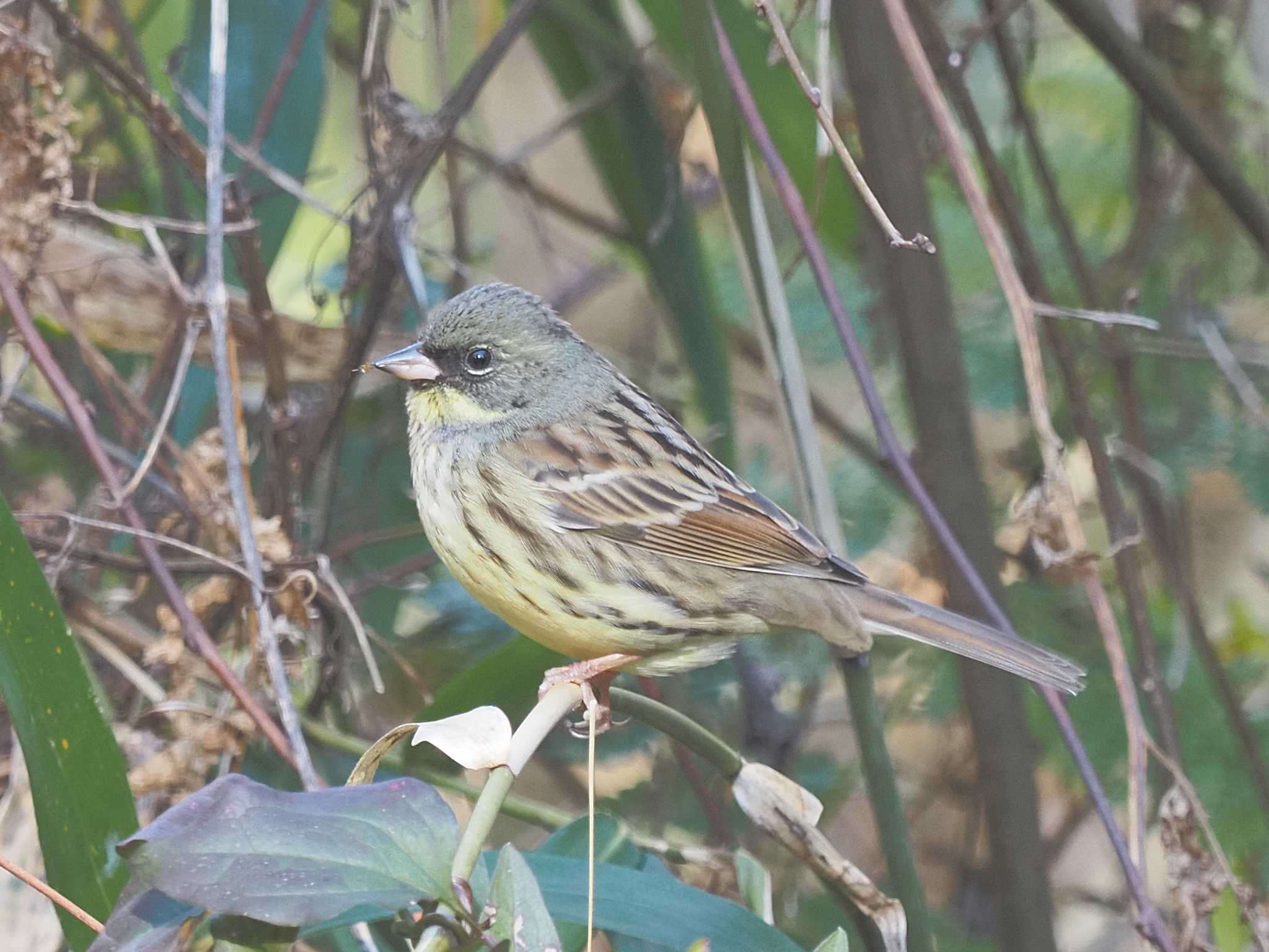 Photo of Masked Bunting at 月見の森(岐阜県) by MaNu猫