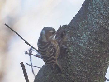 Japanese Pygmy Woodpecker 月見の森(岐阜県) Mon, 2/12/2024