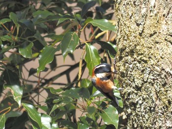 Varied Tit 月見の森(岐阜県) Mon, 2/12/2024