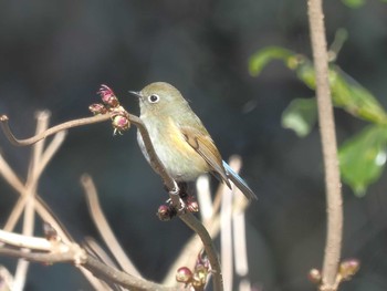 Red-flanked Bluetail 月見の森(岐阜県) Mon, 2/12/2024