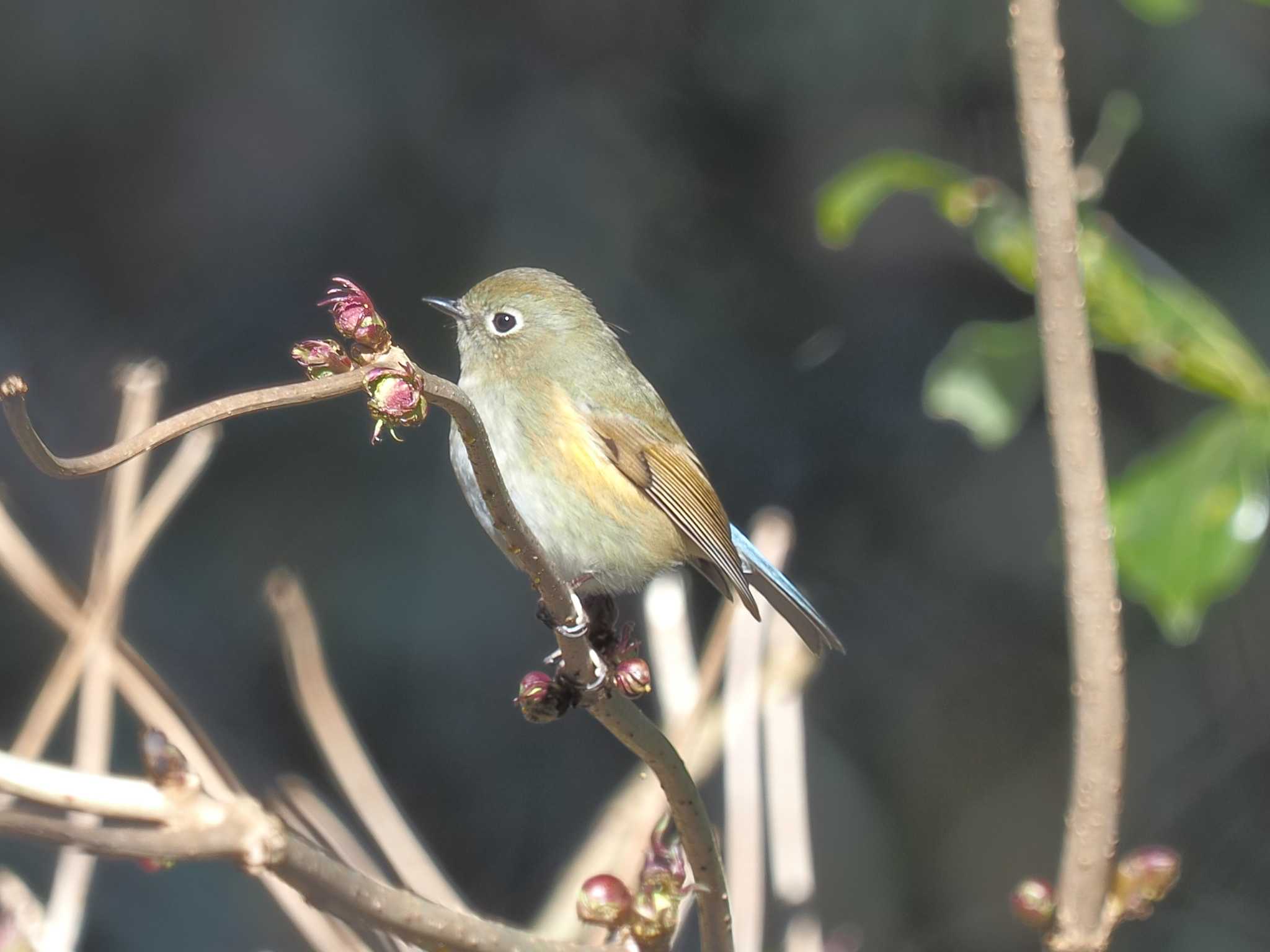 Photo of Red-flanked Bluetail at 月見の森(岐阜県) by MaNu猫
