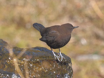 カワガラス 養老公園 2024年2月12日(月)