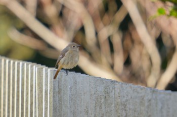 Daurian Redstart 海上の森 Wed, 2/7/2024