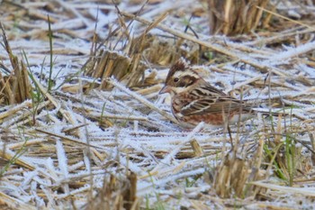 Rustic Bunting 海上の森 Sat, 2/10/2024