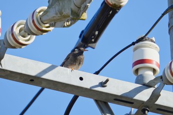 White-cheeked Starling 海上の森 Wed, 2/7/2024