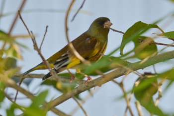 Grey-capped Greenfinch 海上の森 Wed, 2/7/2024