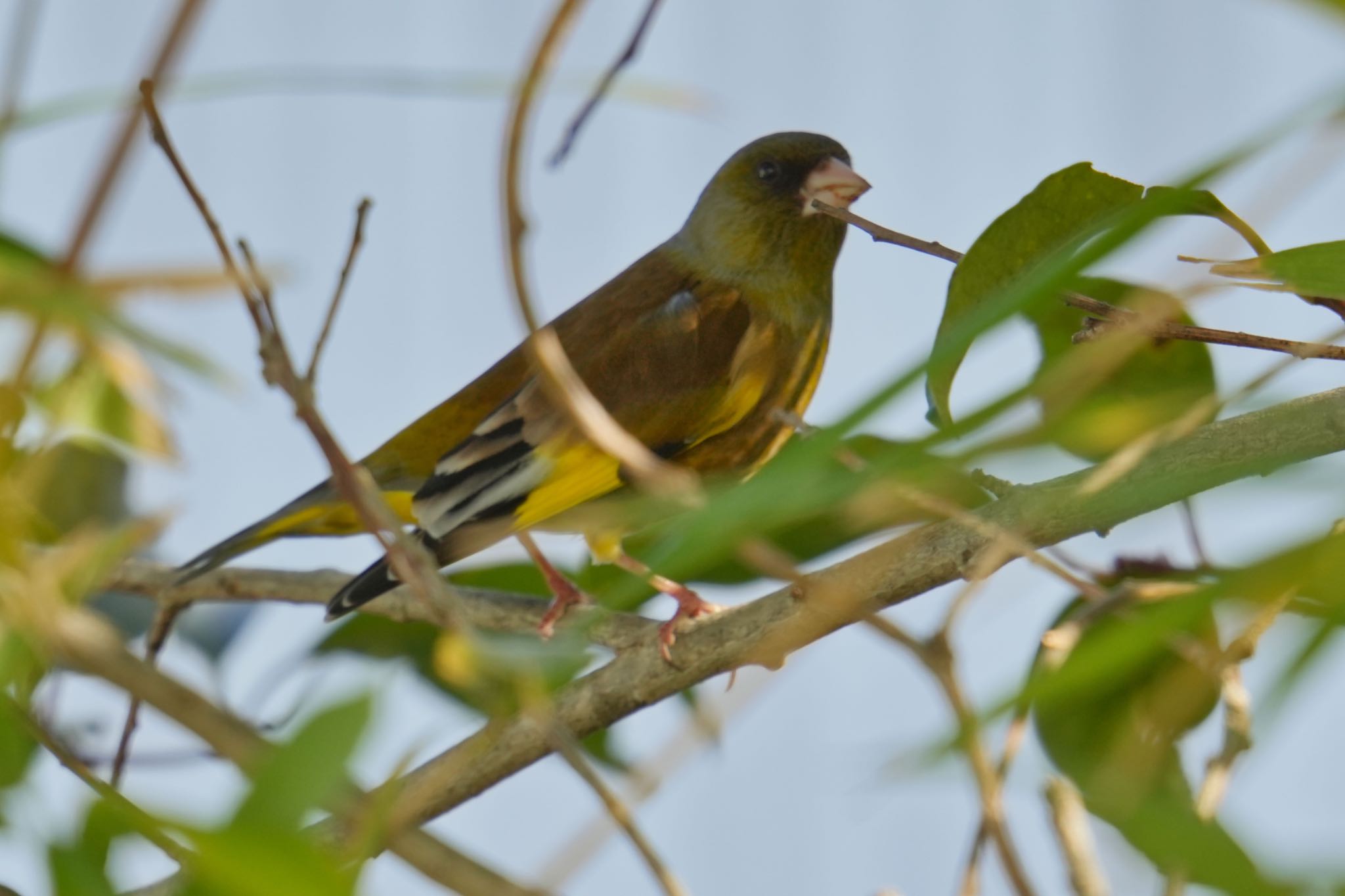 Photo of Grey-capped Greenfinch at 海上の森 by hir