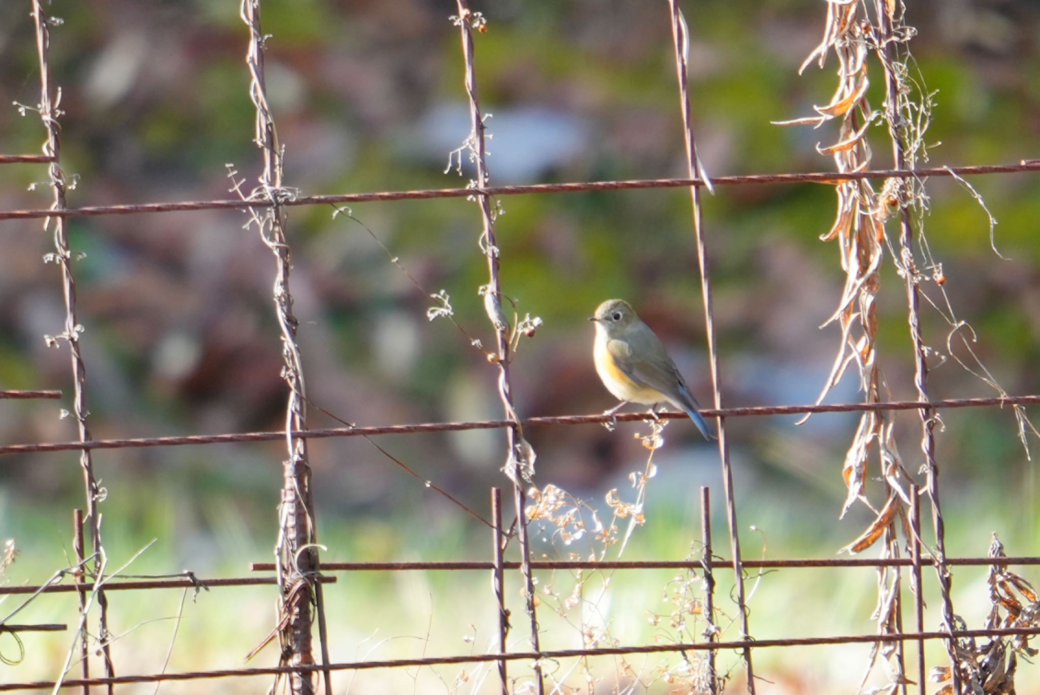 Photo of Red-flanked Bluetail at 海上の森 by hir