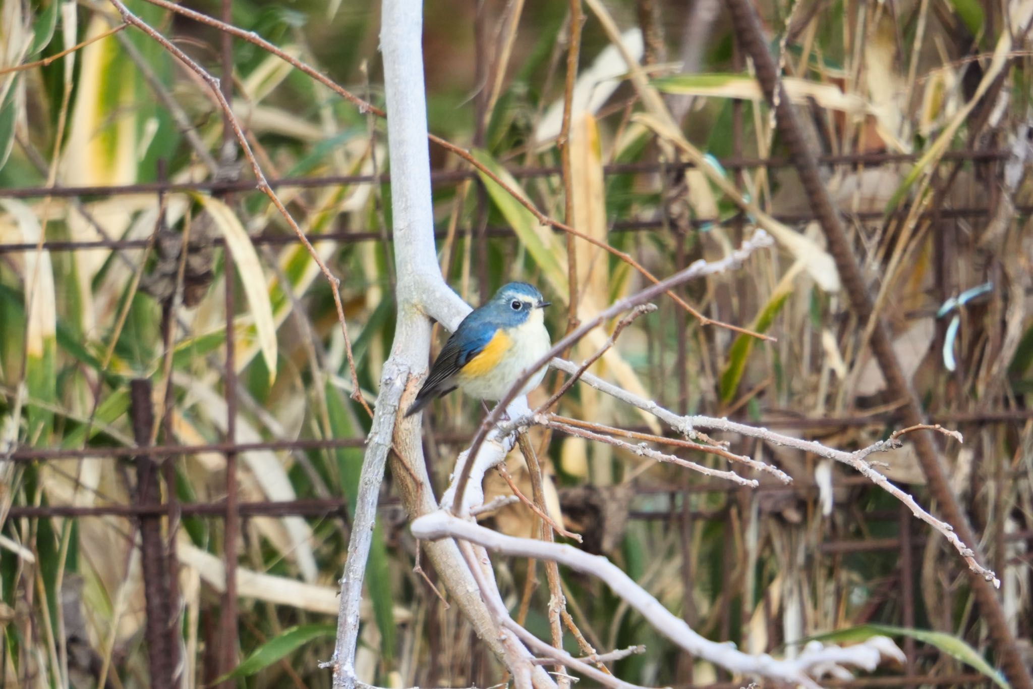 Photo of Red-flanked Bluetail at 海上の森 by hir