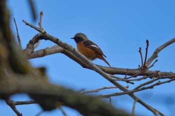 Daurian Redstart 海上の森 Sat, 2/10/2024