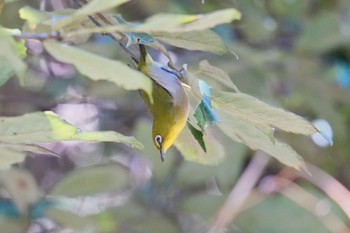 Warbling White-eye 海上の森 Wed, 2/7/2024